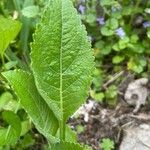 Parthenium integrifolium পাতা