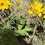 Bidens aristosa Blodyn