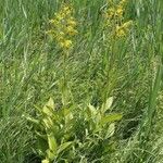 Veratrum lobelianum पत्ता