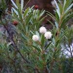 Pancheria elegans Habit