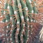 Ferocactus pilosus Ліст