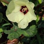 Abelmoschus esculentus Flor