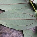 Miconia fragilis Лист