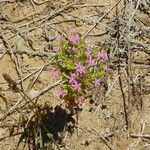 Centaurium tenuiflorum Цветок