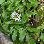 Nasturtium officinaleFloare