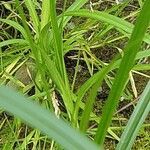 Carex hirta Corteza