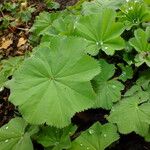 Alchemilla vulgaris Hábito