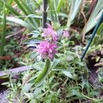 Monarda citriodora Flor