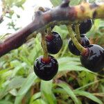 Vaccinium racemosum Fruto