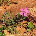 Silene stockenii Habitat