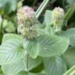 Mentha aquatica ফল