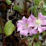 Clematis integrifolia Цвят