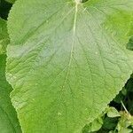 Phlomis russeliana Leaf
