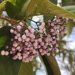 Callicarpa pedunculata Žiedas