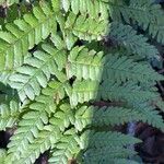 Dryopteris filix-mas Lehti