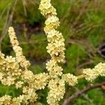 Homalium abdessammadii Flower