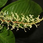 Miconia trinervia Leaf