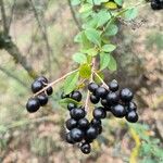 Ligustrum vulgareഫലം