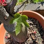 Brachychiton bidwillii Lapas