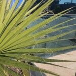 Washingtonia filifera 葉