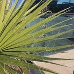 Washingtonia filifera Blad