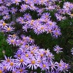 Felicia filifolia Flor
