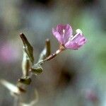 Epilobium nevadense Flower