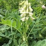 Astragalus frigidus 花