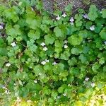 Cymbalaria aequitriloba Leaf