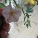 Convolvulus arvensis花