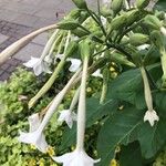 Nicotiana sylvestris Blomma