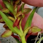 Dactylorhiza viridis Çiçek