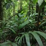 Calyptrogyne trichostachys Hoja