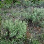 Artemisia filifolia Pokrój