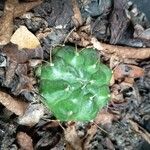 Gymnocalycium baldianum Leaf
