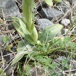 Ophrys × arachnitiformis Frunză