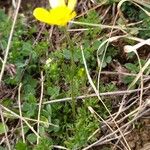Ranunculus millefoliatus Flower