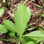 Voacanga africana Blad