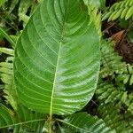 Palicourea guianensis 葉