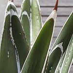 Agave victoriae-reginae Folla