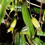 Angraecum multiflorum Fruit