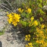 Hypericum empetrifolium Leaf