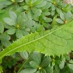 Carduus personata Leaf