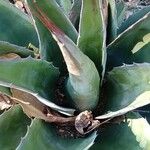 Agave salmiana Liść