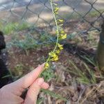 Crotalaria lanceolata Квітка