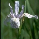 Iris tenuissima Blomst