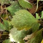 Pachysandra procumbens Leaf