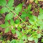 Cardiospermum halicacabum Leaf