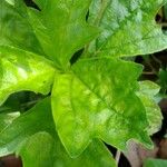 Sphagneticola trilobata Leaf