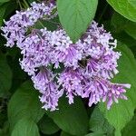 Syringa josikaea Flower